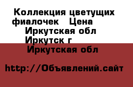 Коллекция цветущих фиалочек › Цена ­ 80 - Иркутская обл., Иркутск г.  »    . Иркутская обл.